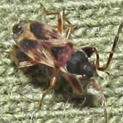 Scolopostethus thomsoni